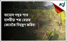 অসমত তামোলৰ উৎপাদন কমিছে পাত হালধীয়া পৰা ৰোগটোৰ বাবেই !
