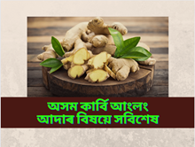 Assam Karbi Anglong Ginger: GI স্বীকৃতি প্ৰাপ্ত অসম কাৰ্বি আংলং আদাৰ বিষয়ে সবিশেষ