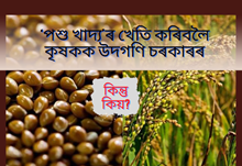 ধান খেতি এৰি ধনী দেশৰ ‘পশু খাদ্য’ৰ খেতি কৰিবলৈ কৃষকক উদগণি চৰকাৰৰ, কিন্তু কিয়?
