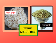 Komal Rice: নৰন্ধাকৈ খাব পৰা অসমৰ যাদুকৰী চাউল- কোমল চাউল Komal Rice: নৰন্ধাকৈ খাব পৰা অসমৰ যাদুকৰী চাউল- কোমল চাউল