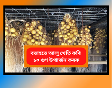 Aeroponics Potato Farming: মাটি অবিহনে বতাহতে আলু খেতি কৰি ১০ গুণ  বেছি উপাৰ্জন কৰক