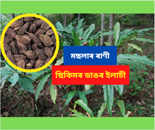 Sikkim Large cardamom: মছলাৰ ৰাণী- ছিকিমৰ ডাঙৰ ইলাচী