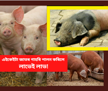 Important Pig Breeds: এইকেইটা গাহৰি পালন কৰিলে লাভ কৰিব অধিক মুনাফা Important Pig Breeds: এইকেইটা গাহৰি পালন কৰিলে লাভ কৰিব অধিক মুনাফা