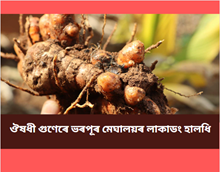 Lakadong Turmeric: ঔষধী গুণেৰে ভৰপূৰ মেঘালয়ৰ লাকাডং হালধি Lakadong Turmeric: ঔষধী গুণেৰে ভৰপূৰ মেঘালয়ৰ লাকাডং হালধি
