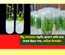 Tissue Culture: টিচু কালচাৰ পদ্ধতি প্ৰয়োগ কৰি লাভ কৰক উন্নত শস্য, অধিক উপাৰ্জন