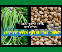 Lobia cultivation পাঞ্জাবৰ কৃষকে কোটি টকা ঘটিছে: কেনেকৈ কৰিব লুবিয়া মাহৰ খেতি?