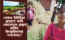 খেৰত ইউৰিয়া প্ৰয়োগ কৰি কেনেদৰে প্ৰস্তুত কৰিব উৎকৃষ্টমানৰ পশুখাদ্য! খেৰত ইউৰিয়া প্ৰয়োগ কৰি কেনেদৰে প্ৰস্তুত কৰিব উৎকৃষ্টমানৰ পশুখাদ্য!