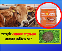 আপুনি গোবৰৰ দন্তমঞ্জন ব্যৱহাৰ কৰিছে নে? গোবৰক সোণ কৰিব পৰা কেইটামান সামগ্ৰী