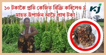  Kath Alu & Its Farming : মাৰ্চ-এপ্ৰিলত এবিঘা মাটিত কাঠ আলু খেতি কৰক