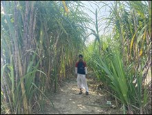 Corn Farming : কৃষি বিভাগৰ উদ্যোগত মাজুলিত সত্যজিৎ শইকীয়াৰ কুঁহিয়াৰ খেতি