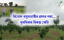 Malta : এজোপাত লাগে ৩০০-৪০০ টা টেঙা। গোসাঁইগাঁৱৰ কেইবাজনো কৃষকে কৰিছে এই খেতি...