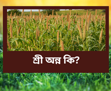 SHRI ANNA YOJNA: শ্ৰী অন্ন শস্য কি? ২০২৩-২৪ত শ্ৰী অন্নৰ খেতি কৰিলে হ’ব লাভৱান