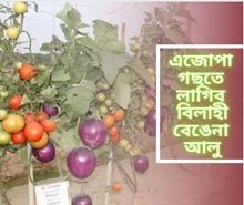 GRAFTING TECHNIQE: একেজোপা গছতে লাগিব বিলাহী, বেঙেনা, আলু