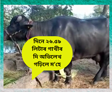 দৈনিক ২৬.৫৯ লিটাৰ গাখীৰ উৎপাদন কৰি অভিলেখ গঢ়িলে এইজনী ম’হে দৈনিক ২৬.৫৯ লিটাৰ গাখীৰ উৎপাদন কৰি অভিলেখ গঢ়িলে এইজনী ম’হে