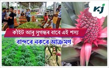 Monkey Problem : বান্দৰৰ উপদ্ৰৱ থকা অঞ্চলতো কৃষকসকলে কৰিব পাৰিব এই খেতি