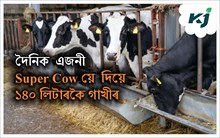 Super Cow : এজনী China Super Cow য়ে এদিনতে দিব ৫,৬০০ টকাৰ গাখীৰ  Super Cow : এজনী China Super Cow য়ে এদিনতে দিব ৫,৬০০ টকাৰ গাখীৰ