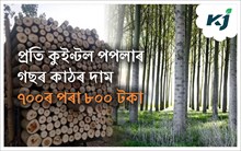 Poplar Trees : ৬-৭ বছৰত লাখপতি হ’ব পপলাৰ গছ ৰোপন কৰি