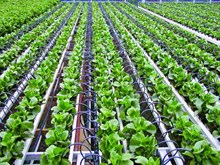 নতুন পদ্ধতি প্ৰয়োগ কৰি অধিক শস্য উৎপাদন কৰক