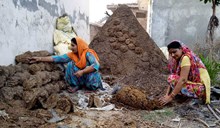 গৰু ম'হৰ গোবৰ  হ’ব পাৰে উপাৰ্জনৰ একমাত্ৰ পথ! জানক কেনেকৈ? 