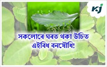 পাতবোৰ মাটিত পেলাই থলেই হৈ পৰে গছ! কি এইবিধ বিশেষ গছ? পাতবোৰ মাটিত পেলাই থলেই হৈ পৰে গছ! কি এইবিধ বিশেষ গছ?