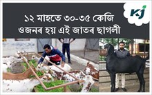 Beetal goat :  ৩ টা বীটল ছাগলী পুহিয়েই বছৰি ১ লাখ টকা উপাৰ্জন কৰক Beetal goat :  ৩ টা বীটল ছাগলী পুহিয়েই বছৰি ১ লাখ টকা উপাৰ্জন কৰক