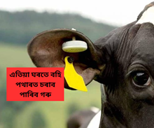 Cow monitor system:  এতিয়া ঘৰতে বহি পথাৰত চৰাব পাৰিব গৰু