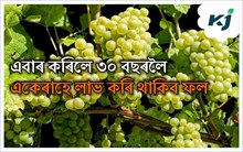 Grapes Farming in Assam : ভালকে কৰিলে অসমতো লমা-লমে লাগিব আঙুৰ