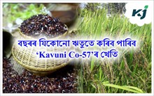New Paddy Variety : ধানৰ নতুন জাত ‘Kavuni Co-57’ দুগুণ উৎপাদন পাব