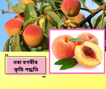 Peach farming: নৰা বগৰীৰ খেতি কৰি লাভৱান হৈছে বহু কৃষক, আপুনিও জানি থওক কৃষি পদ্ধতি