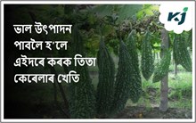 এইদৰে খেতি কৰিলে প্ৰতি হেক্টৰত উৎপাদন হ’ব ১০০-১২০ কুইণ্টল