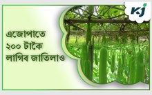 এইবিধ জাতিলাউত  ৬ মাহৰ পাছতে ১৫ বছৰলৈ লাগি থাকিব লাও