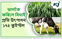দুগ্ধ উৎপাদন বৃদ্ধি কৰিবলৈ গৰু আৰু ম'হক খুৱাওক এইবিধ ঘাঁহ