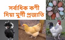 ভাৰতৰ আটাইতকৈ বেছি কণী পৰা মুৰ্গীৰ প্ৰজাতি