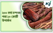 মন কৰিলেই চন, বাকৰি মাটিতেই ধন!  ২০০ জোপা বগা চন্দনৰ খেতিৰে কৰিলে ১০ কোটি উপাৰ্জন