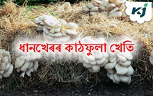 ধানখেৰৰ কাঠফুলাৰ (Mushroom Farming with Rice straw) খেতি কেনেকৈ কৰিব ?