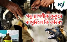 পশুধনক কুকুৰে কামুৰিলে ল’ব  লগা বিধান পশুধনক কুকুৰে কামুৰিলে ল’ব  লগা বিধান