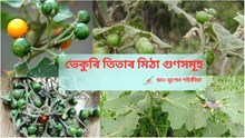 Poison berry : ঘৰতে এজোপা তিতা ভেকুৰি ৰুই লওঁক