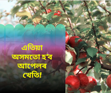Apple Farming: এতিয়া অসমৰ কৃষকেও কৰিব পাৰিব কাশ্মীৰ-হিমাচলৰ দৰে আপেলৰ খেতি