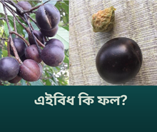 অসমৰ এই থলুৱা ফলবিধৰ নাম জানেনে?  ৯০% লোকেই দিব পৰা নাই শুদ্ধ উত্তৰ
