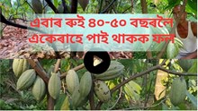 Cocoa farming benefits: তামোলৰ মাজে মাজে চকলেট খেতি আৰম্ভ কৰক