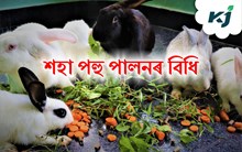 ব্যৱসায়িক ভিত্তিত শহা পহু কেনেদৰে পালন কৰিব?  জানিবলৈ পঢ়ক এই প্ৰবন্ধ ব্যৱসায়িক ভিত্তিত শহা পহু কেনেদৰে পালন কৰিব?  জানিবলৈ পঢ়ক এই প্ৰবন্ধ