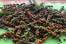 ভালদৰে কৰিলে এবিঘা মাটিতেই উৎপাদন হ’ব ১২৫-১৩৫ কে:জি: