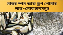 Fish seed : মীনপালকে পুখুৰীত ড্ৰপ নে স্পন পোনা এৰিলে অধিক লাভৱান হব! Fish seed : মীনপালকে পুখুৰীত ড্ৰপ নে স্পন পোনা এৰিলে অধিক লাভৱান হব!