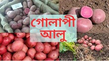 Gulapi potato  : মাত্ৰ ৮০ দিনতে গোলাপী আলুৰ খেতিৰে লাখপতি হওঁক