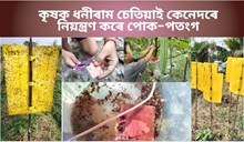 Yellow sticky traps & foreline trap :  পোক-পতংগ নিয়ন্ত্ৰণৰ দুটা সহজ উপায়