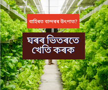  Indoor Farming: বন্ধ দুৱাৰৰ ভিতৰত উলম্ব খেতিৰে বছৰজোৰা শস্য উৎপাদন
