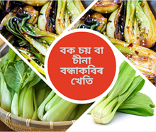 Bok Choy: চীনা বন্ধাকবি বা বক চয়ৰ খেতি কৰক, বিদেশতো পাব বজাৰ