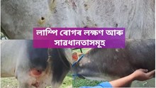 নগাঁৱত লাম্পিৰ ভয়াৱহ ৰূপ, মৃত্যুমুখত পৰিছে অধিকাংশ আক্ৰান্ত গৰুৱেই নগাঁৱত লাম্পিৰ ভয়াৱহ ৰূপ, মৃত্যুমুখত পৰিছে অধিকাংশ আক্ৰান্ত গৰুৱেই