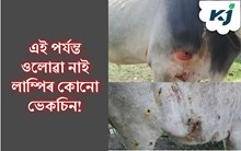 এই পৰ্যন্ত ওলোৱা নাই লাম্পিৰ কোনো ভেকচিন! গো-পালকসকলে গ্ৰহণ কৰক এইসমূহ প্ৰতিৰোধমূলক ব্যৱস্থা এই পৰ্যন্ত ওলোৱা নাই লাম্পিৰ কোনো ভেকচিন! গো-পালকসকলে গ্ৰহণ কৰক এইসমূহ প্ৰতিৰোধমূলক ব্যৱস্থা