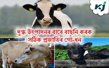 দুগ্ধ উৎপাদন ব্যৱসায় কৰিব বিছাৰে?  বাচনি কৰক সঠিক প্ৰজাতিৰ গো-ধন দুগ্ধ উৎপাদন ব্যৱসায় কৰিব বিছাৰে?  বাচনি কৰক সঠিক প্ৰজাতিৰ গো-ধন